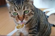 猫咪能不能喝绿豆汤,猫咪可以喝绿豆汤吗