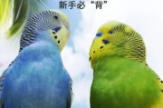 虎皮鹦鹉好养吗飞出去回来吗,虎皮鹦鹉好养吗容易生病吗