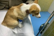 柯基咳嗽一直不好？中药治疗方法了解一下