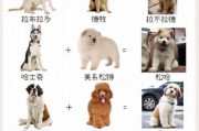 柯基价格大揭秘！想知道柯基啥样的贵？这篇文章告诉你答案！