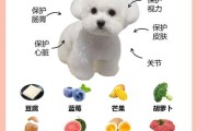 比熊犬寿命解析：平均活到多少年？如何延长比熊寿命