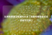 比熊和泰迪交配图片大全（欣赏可爱混血宝宝的诞生过程）