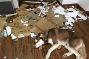 哈士奇拆家图片真实(哈士奇拆家搞笑视频)