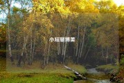 小短腿博美