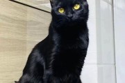 纯黑色的猫取什么名字,纯黑色的猫能卖多少钱