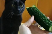 小猫能吃黄瓜吗会死吗,小猫能吃黄瓜吗为什么