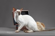 东短猫,东方短毛猫的魔法魅力