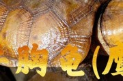 牢底坐穿龟图片,十大牢底坐穿龟