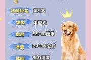 金毛犬的智商相当于几岁小孩,金毛犬吃什么食物最好