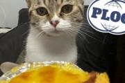 猫能吃蛋挞吗为什么,猫可以吃蛋挞