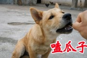 主人与土狗小黑嗑瓜子日常,土狗小黑嗑瓜子技艺堪比人类