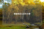泰迪狗怎么交大小便