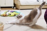 猫撅屁股
