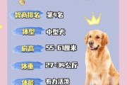 金毛名字的由来,金毛名字招财意义