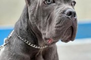 卡斯罗犬是什么类型犬(卡斯罗犬是什么犬种)