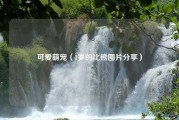 可爱萌宠（1岁的比熊图片分享）