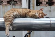 猫一直睡觉是不舒服吗,猫一直睡觉正常吗