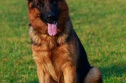 魅力非凡的狩猎犬种,德国贵族血统的优雅猎犬