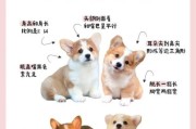 柯基冬天会冷吗？双层毛发是否足够御寒？