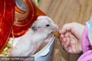 仓鼠可以吃葡萄吗(给仓鼠吃葡萄的注意事项和建议)