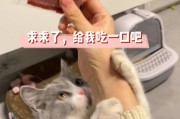 猫咪能吃猪肉脯吗,猫咪偶尔吃猪肉脯可以吗
