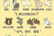 发兔子表情是什么意思,发兔子的朋友圈的配句