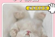 猫为什么舔塑料袋子就是不吃饭,猫为什么舔塑料袋子