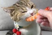 猫能吃虾头吗和虾皮,猫能吃虾头吗会死吗