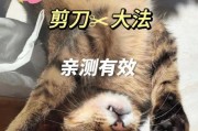 剪刀法找猫原理,猫丢了找回来百试百灵的方法