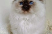 伯曼猫价格解析,伯曼猫的价格波动