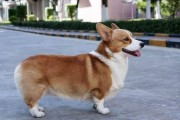 纯种柯基犬的品相有哪些？新手铲屎官必看！