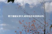 荷兰猪能长多大(成年后还会持续长吗)