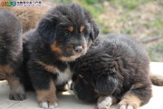 藏獒幼犬吃什么食物(藏獒幼犬1-12个月变化图)