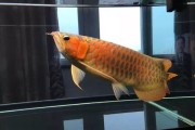 养龙鱼要放盐吗,养龙鱼水质ph值的标准