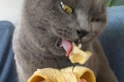 猫能不能吃香蕉呀,猫能不能吃香蕉果干