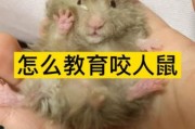 金丝熊会咬人吗会死吗,金丝熊会咬人吗有毒吗