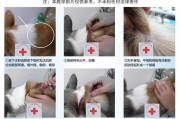 狗狗打疫苗打哪里？常见疫苗注射部位解析