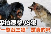 藏獒和狼打架的真实视频,藏獒和狼打架谁厉害