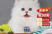 什么猫粘人不掉毛温顺,什么猫粘人又好养