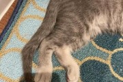 折尾猫图片,折尾猫属于什么档次