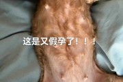 发了情的狗狗怎么处理,狗狗绝育针多少钱一支
