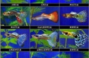 宠物鱼品种大全小型(宠物鱼品种大全稀有)