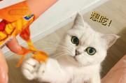 猫能吃火腿肠吗(火腿肠中的盐分含量可对猫咪造成慢性损伤)