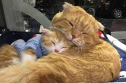 猫爸爸是娱乐圈的谁,猫爸爸会照顾小猫吗