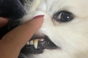 狗牙齿掉了怎么办(狗牙齿图片)