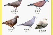 斑鸠寿命一般多少年,斑鸠寿命多久