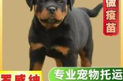 罗威纳多少钱一只幼犬,罗威纳多少钱一只珠海