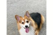 奶油柯基是什么品种？看完这篇你就懂了！