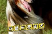 苏牧犬多少钱一只幼崽,苏牧狗市场价多少钱