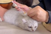猫打疫苗视频：温顺猫咪打针毫不哭闹